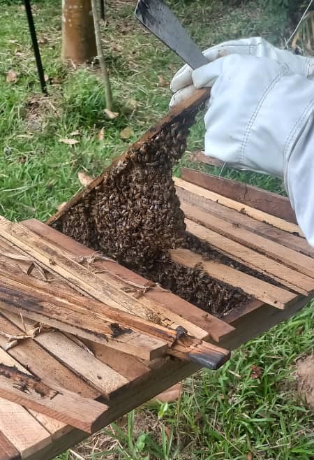 Healthy KTB Hive